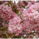 Neysastore Japanese Flowering Cherry, Prunus serrulata, Tree 120 Seeds