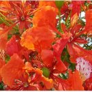 Neysastore Royal Poinciana, Delonix regia, Tree 5 Seeds