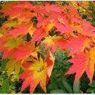 Neysastore Korean Maple, Acer pseudosieboldianum, Tree 30 Seeds