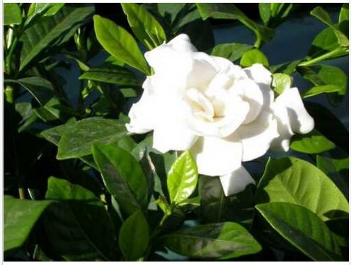 Neysastore Cape Jasmine, Gardenia jasminoides, Shrub 300 Seeds