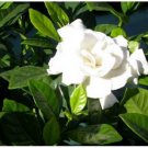 Neysastore Cape Jasmine, Gardenia jasminoides, Shrub 300 Seeds