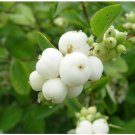 Neysastore Snowberry Shrub, Symphoricarpos albus, 100 Seeds