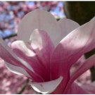 Neysastore Saucer Magnolia, Magnolia soulangiana, Tree 5 Seeds