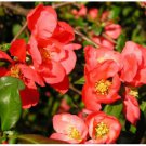Neysastore Japanese Quince, Chaenomeles japonica, Tree 20 Seeds