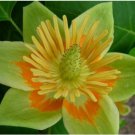 Neysastore Tulip Tree, Liriodendron tulipifera, Tree 30 Seeds
