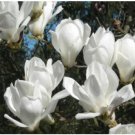 Neysastore Yulan Magnolia, Magnolia denudata, Tree 5 Seeds