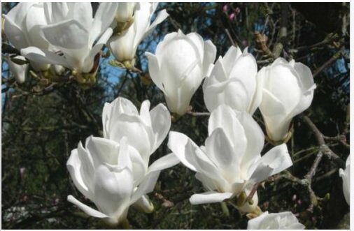 Neysastore Yulan Magnolia, Magnolia denudata, Tree 15 Seeds