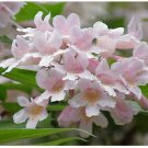 Neysastore Beauty Bush, Kolkwitzia amabilis, Shrub 30 Seeds