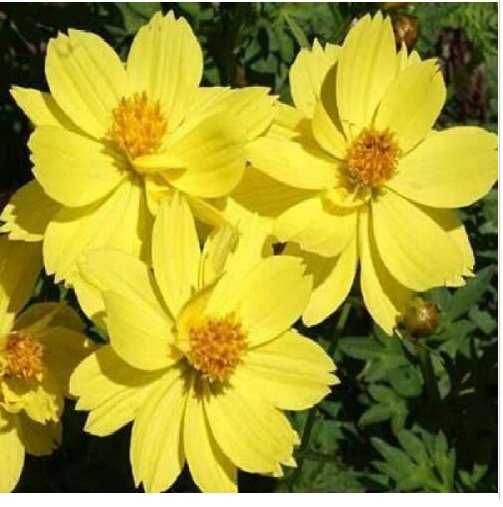 Neysastore COSMOS DWARF LEMON 30 FRESH FLOWER SEEDS