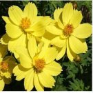 Neysastore COSMOS DWARF LEMON 30 FRESH FLOWER SEEDS
