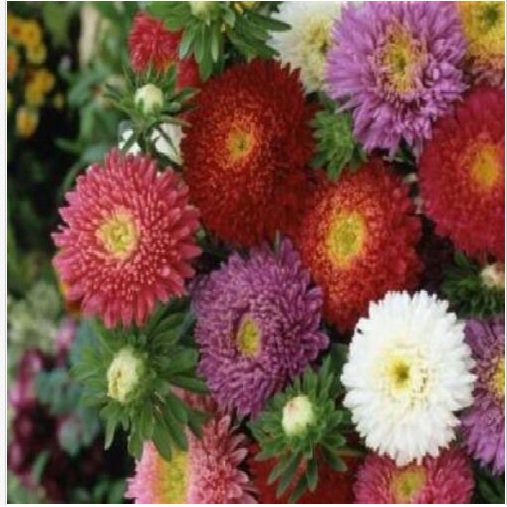 Neysastore CHINA ASTER POWDERPUFF MIX FLOWER 50 FRESH SEEDS