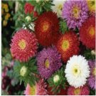 Neysastore CHINA ASTER POWDERPUFF MIX FLOWER 50 FRESH SEEDS