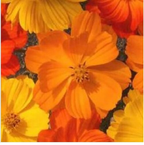 Neysastore COSMOS BRIGHT LIGHTS MIX 30 FRESH FLOWER SEEDS