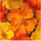 Neysastore COSMOS BRIGHT LIGHTS MIX 30 FRESH FLOWER SEEDS