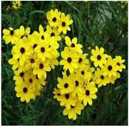 Neysastore COREOPSIS GOLDEN WAVE TICKSEED 100 FRESH SEEDS