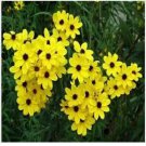 Neysastore COREOPSIS GOLDEN WAVE TICKSEED 100 FRESH SEEDS