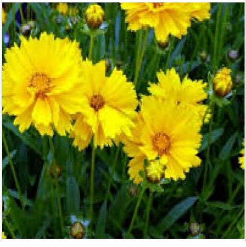Neysastore COREOPSIS GRANDIFLORA TEXAS 100 FRESH SEEDS
