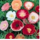 Neysastore 100 SHIRLEY POPPY FLOWER SEEDS RED AND PINK MIX