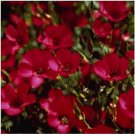 Neysastore SCARLET FLAX 100 FRESH SEEDS