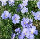 Neysastore BLUE FLAX 100 FRESH SEEDS