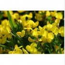 Neysastore BIRD'S FOOT TREFOIL 100 FRESH SEEDS