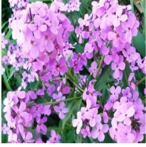 Neysastore DAME'S ROCKET SEEDS VIOLET 100 FRESH SEEDS