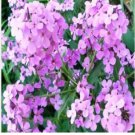 Neysastore DAME'S ROCKET SEEDS VIOLET 100 FRESH SEEDS