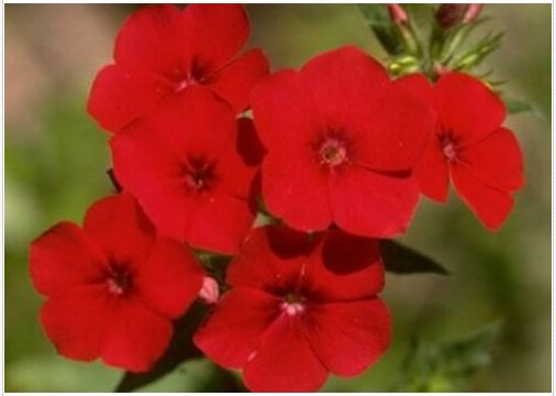 Neysastore PHLOX ANNUAL RED 50 FRESH SEEDS