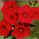 Neysastore PHLOX ANNUAL RED 50 FRESH SEEDS