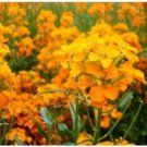 Neysastore SIBERIAN WALLFLOWER 100 FRESH SEEDS