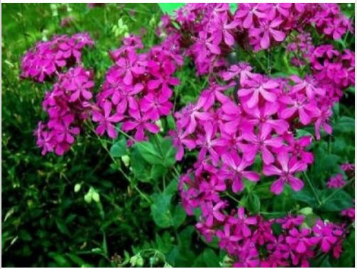 Neysastore CATCHFLY FLOWER 100 FRESH SEEDS SILENE ARMERIA