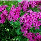 Neysastore CATCHFLY FLOWER 100 FRESH SEEDS SILENE ARMERIA