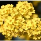 Neysastore ALYSSUM BASKET OF GOLD 50 FRESH FLOWER SEEDS