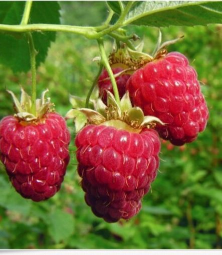 Neysastore 20 RED RASPBERRY SEEDS
