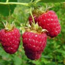 Neysastore 20 RED RASPBERRY SEEDS