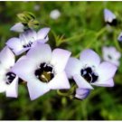 Neysastore BIRD'S EYES - GILIA TRICOLOR 100 FRESH SEEDS