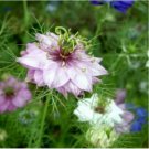 Neysastore LOVE IN A MIST FLOWER SEEDS MIXED COLORS 50 FRESH