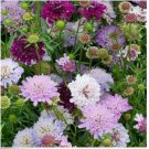 Neysastore PINCUSHION FLOWER 35 FRESH SEEDS SCABIOAS ATROPUREA