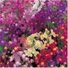 Neysastore TOADFLAX FLOWER MIX BABY SNAPDRAGON 500 FRESH SEEDS