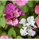 Neysastore CLARKIA FLOWER SEEDS 100 FRESH SEEDS
