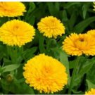 Neysastore CALENDULA GOLDEN EMPEROR 50 FRESH SEEDS
