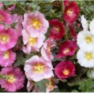 Neysastore HOLLYHOCK SINGLE MIX 25 FRESH SEEDS