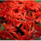 Neysastore MALTESE CROSS 100 FRESH SEEDS