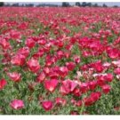 Neysastore CARMINE KING CALIFORNIA POPPY 100 FRESH FLOWER SEEDS