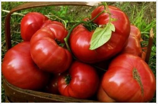 Neysastore 25 HEIRLOOM BRANDYWINE RED FRESH TOMATO SEEDS