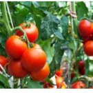 Neysastore 25 RUTGER,S FRESH TOMATO SEEDS