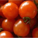 Neysastore 25 FRESH HEIRLOOM SMALL RED CHERRY TOMATO SEEDS