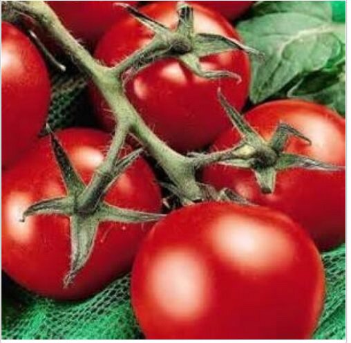 Neysastore 25 FRESH HEIRLOOM MONEYMAKER TOMATO SEEDS