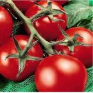 Neysastore 25 FRESH HEIRLOOM MONEYMAKER TOMATO SEEDS
