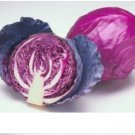 Neysastore 25 FRESH CABBAGE RED ACRE SEEDS